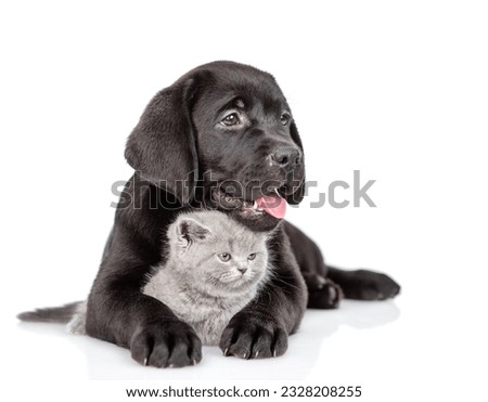 Black labrador puppy hugs tiny kitten. Pets look away on empty space together. Isolated on white background