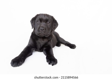 Black Labrador Puppy Lying Down