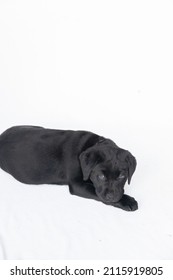 Black Labrador Puppy Lying Down