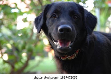 Black labrador puppy named Lomo