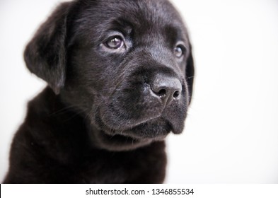 Black Labrador Puppy On White Background Stock Photo 1346855534 ...