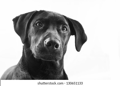 Black Labrador Puppy Over A White Background