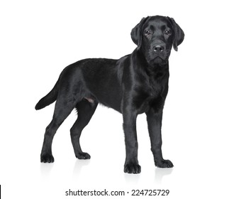 Black Labrador Puppy Posing On White Background