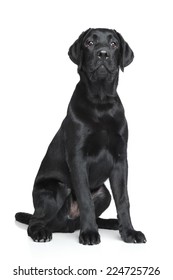 Black Labrador Puppy Posng Over White Background