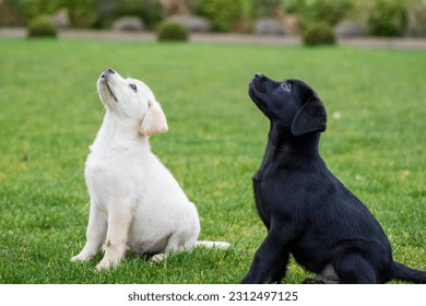 Black Labrador puppy in a sit  - Shutterstock ID 2312497125