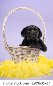 Black labrador puppy sitting in a basket with yellow easter feathers on a lavender purple background - Shutterstock ID 2203606767