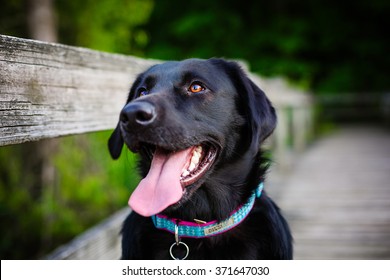 labrador smiling