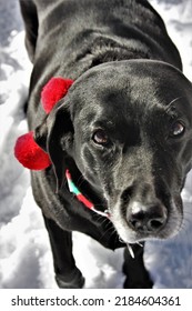 Black Labrador Retriever Christmas Snow Dog