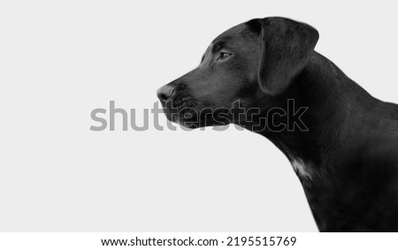 Similar – Pass auf! Hund Weimaraner