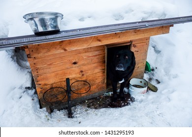 Black Labrador Retriever Dog Guarding House In His Booth In Winter