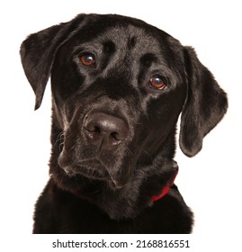 Black Labrador Retriever Dog Isolated On A White Background