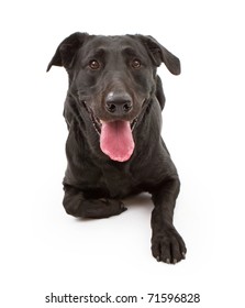 A Black Labrador Retriever Dog Laying Down And Isolated On White