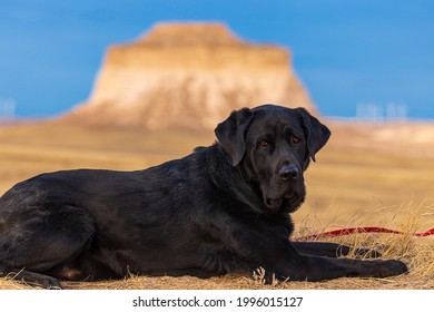 Black Labrador Retriever Dog Lays In The Dirt At Pawnee National Grasslands With The Pawnee Butte Off In The Distance And Blue Skies Overhead.