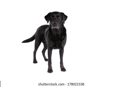 Black Labrador Retriever Dog On A White Background