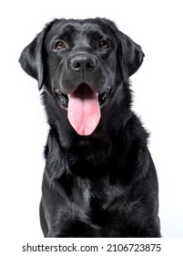 Black Labrador retriever Dog on Isolated Black Background in studio