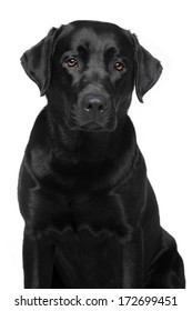 Black Labrador Retriever. Dog Portrait On White Background