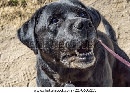 black labrador retriever dog portreits