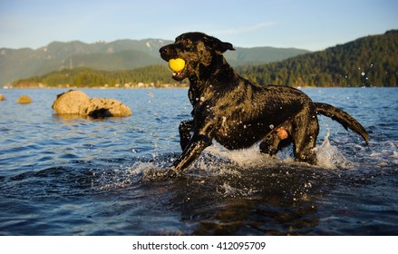 Black Labrador Retriever dog running through blue water carrying tennis ball