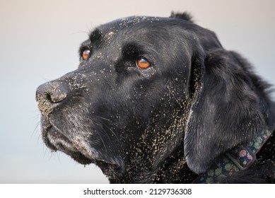 Black Labrador Retriever Dog With A Sandy Face