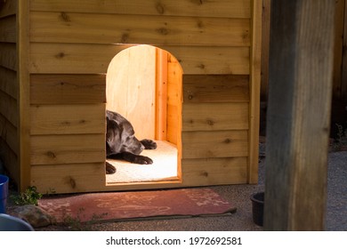 Black Labrador Retriever Dog Sleeping In Dog House.