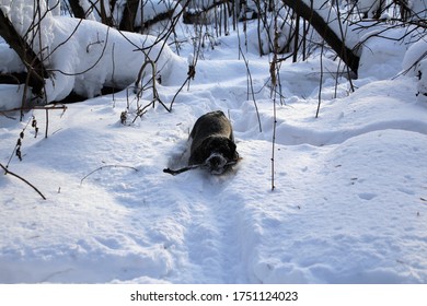 
Black Labrador Retriever Dog In Winter With A Stick In The Snow