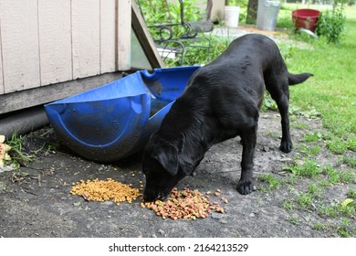 Black Labrador Retriever Eating Dog Food