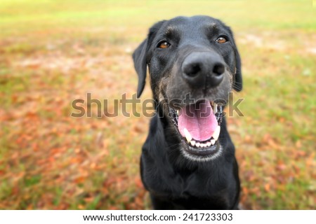 Black labrador retriever greyhound mix dog sitting outside  watching waiting alert looking happy excited while panting smiling and staring at camera