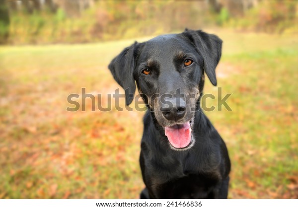 Black Labrador Retriever Greyhound Mix Dog Stock Photo 241466836 ...