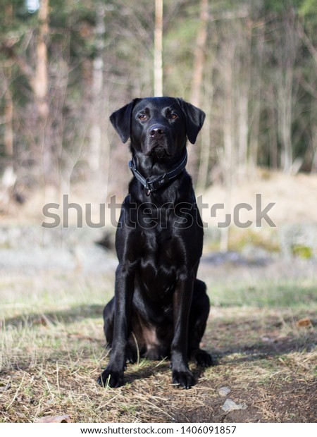 when is a labrador fully grown