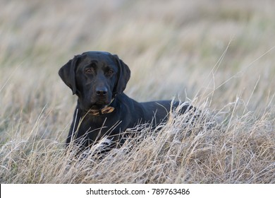 are black labs good hunting dogs