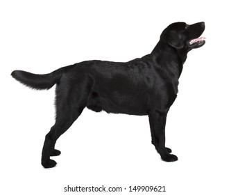 Black Labrador Retriever Isolated On White Background