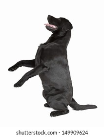 Black Labrador Retriever Isolated On White Background