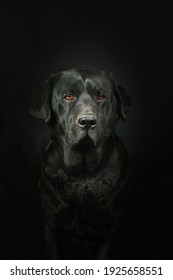 Black Labrador Retriever Isolated On Black