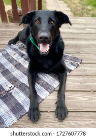 Black Labrador Retriever  Laying Down Wearing a Green Bow Tie While Smiling.  Large, Brown Eyes.
