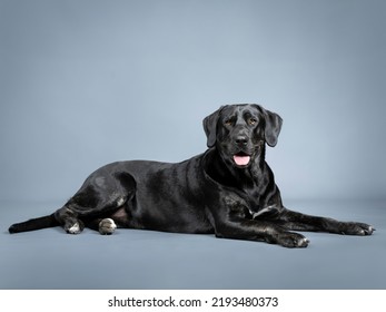 Black Labrador Retriever Lying Down