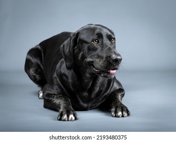 Black Labrador Retriever Lying Down