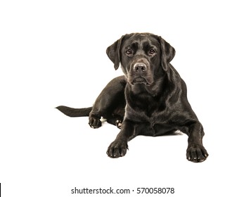 Black labrador retriever lying on the floor facing the camera isolated on a white background