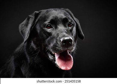 Black labrador retriever on black background. - Powered by Shutterstock