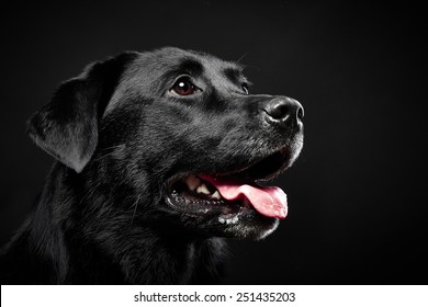 Black labrador retriever on black background. - Powered by Shutterstock