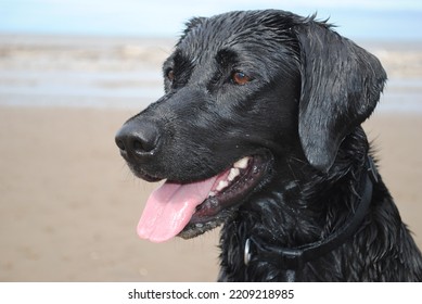 Black Labrador Retriever On The Beach (Close Up)