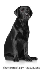 Black Labrador Retriever On White Background