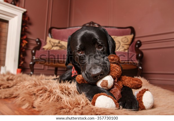 black labrador teddy bear