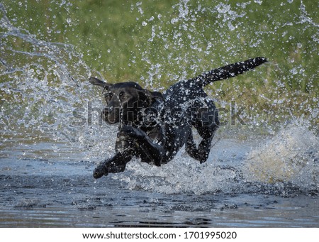 Similar – water rat Pet Labrador