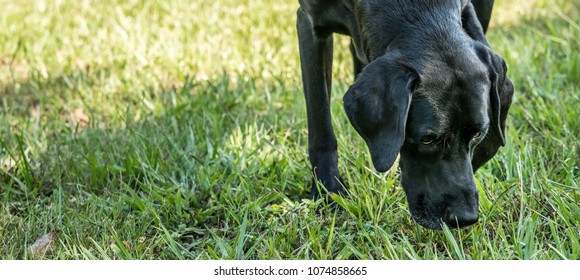 Black Labrador Retriever Pointer Mix Dog Sniffing The Grass.