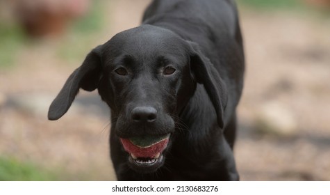 Black Labrador Retriever Puppy With Ball