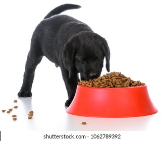 Black Labrador Retriever Puppy Eating Kibble Out Of A Red Dog Food Dish On White Background