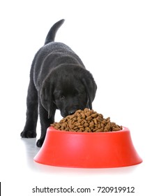 Black Labrador Retriever Puppy Eating Kibble Out Of A Red Dog Food Dish On White Background