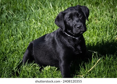 Black Labrador Retriever puppy at play and practicing retrieving in the grass. 
Natural composition. Organically taken photo with little to no editing.