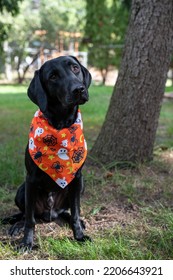 Black labrador retriever puppy sits, tilting his head wearing a Halloween scarf bandana - Shutterstock ID 2206643921