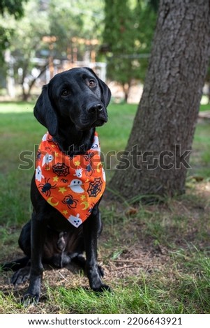 Black labrador retriever puppy sits, tilting his head wearing a Halloween scarf bandana